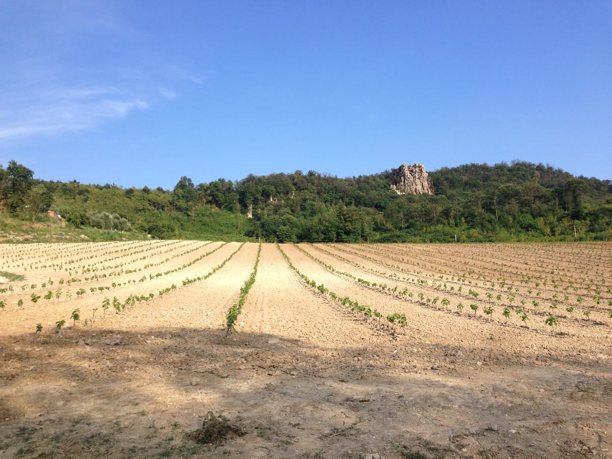 preparazione-terreno-per-vigneto